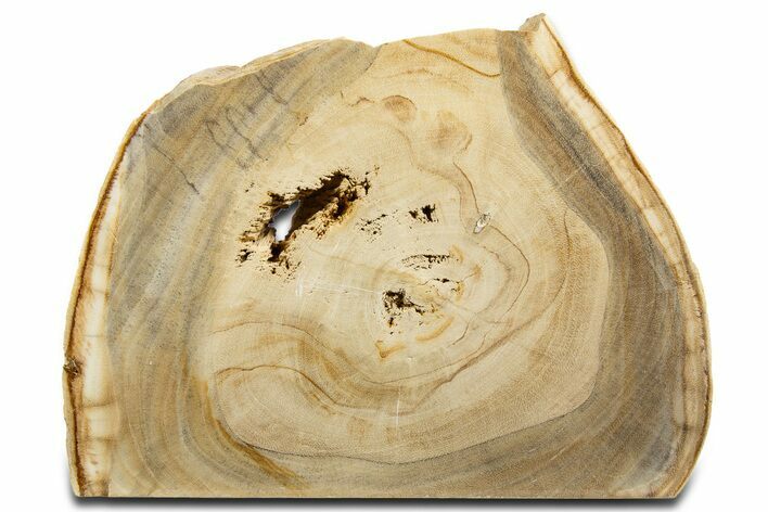 Free-Standing Petrified Wood (Tropical Hardwood) - Indonesia #344109